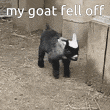 Willox Goat GIF - Willox Goat GIFs