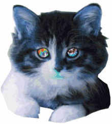 Cat Trippy GIF - Cat Trippy GIFs
