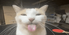 Blehhhhh Cat GIF - Blehhhhh Cat GIFs