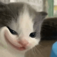 a close up of a gray and white cat making a face .