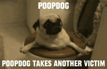 Poop Dog GIF - Poop Dog Poopdog GIFs