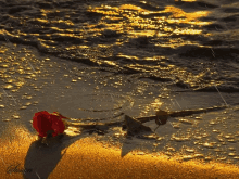 Rose Rain GIF - Rose Rain GIFs
