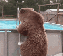 Veeunus Bear GIF - Veeunus Bear Bear Swimming GIFs