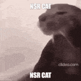 Cat Nsr GIF - Cat Nsr Nemos States GIFs