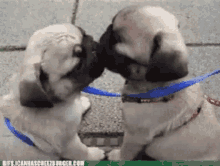 Kisses Kiss GIF - Kisses Kiss Puppies GIFs
