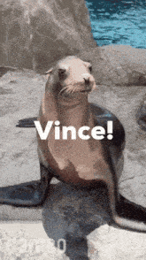 a seal sitting on a rock with the word vince written on it