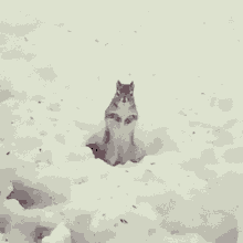 Squirrel Snow GIF