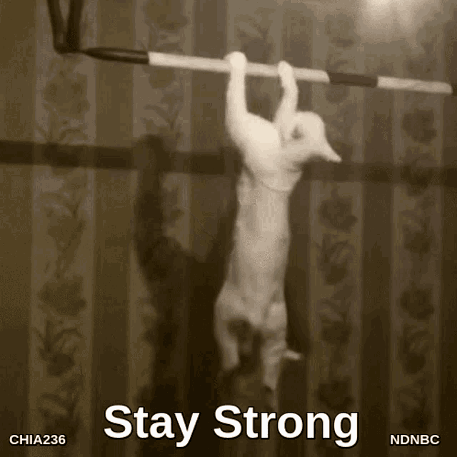 Stay Strong Lets Work It Out GIF - Stay Strong Lets Work It Out Stay Active GIFs