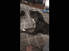 a dog laying on a bed next to a person 's feet .