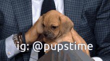 a man in a suit and tie is holding a brown puppy with the hashtag @pupstime