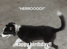 Happy Birthday Dog GIF - Happy Birthday Dog Pup GIFs