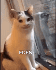 Eden Cat Grin GIF - Eden Cat Grin Wuvphobic GIFs