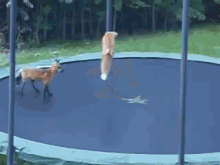 fox jump bounce trampoline funny