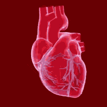 Video Of A Beating Heart GIFs | Tenor
