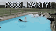 Dogs Pool Party GIF - Dogs Pool Party GIFs