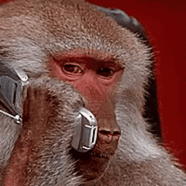 Monkey calling using phone meme (Green Screen) – CreatorSet