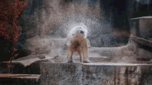 a polar bear is standing on a rock in a zoo enclosure splashing water on itself .