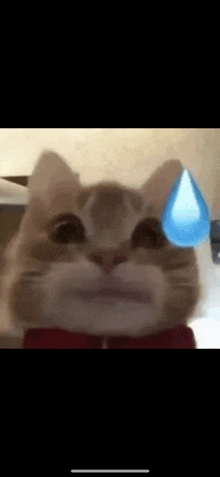 a close up of a cat with a blue tear coming out of its mouth .