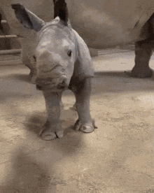 Rhinoceros Scratch GIF - Rhinoceros Scratch GIFs