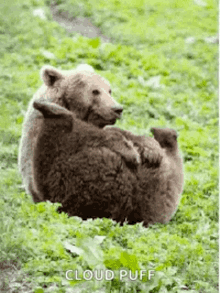 Bear Funny GIF - Bear Funny Fart GIFs
