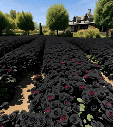 a maze of black roses with red centers in front of a house