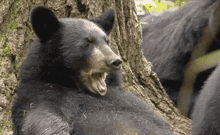 Bear Tired GIF - Bear Tired Ahhh GIFs