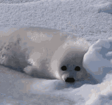 Baby Seal GIF