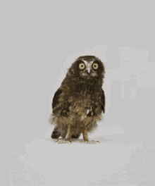 Ullu Owl GIFs | Tenor