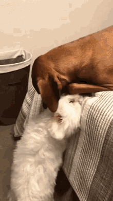 Dogs Funny Animals GIF - Dogs Funny Animals Cute GIFs