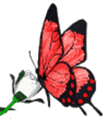 butterfly flapping wings flying flower red butterfly