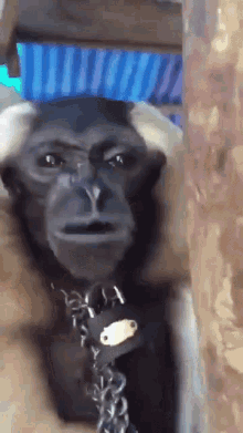 Monkey Skream GIF - Monkey Skream Scream GIFs