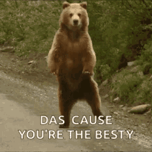 Bear Dancing GIF - Bear Dancing Funny GIFs