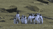 penguins jumping travelling cute