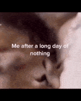 Me After A Long Day Of Nothing Cat Redavor GIF - Me After A Long Day Of Nothing Cat Redavor GIFs
