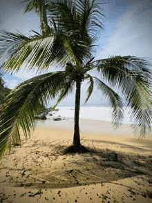 Palm Tree Beach GIF - Palm Tree Beach Vacation GIFs