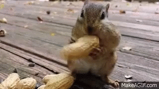 chipmunk-nuts.gif