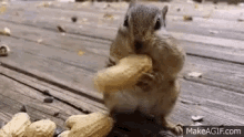 Chipmunk Nuts GIF - Chipmunk Nuts GIFs