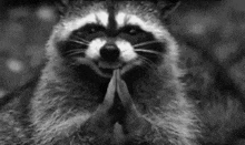Black And White Raccoon GIF