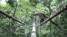 Gotta Tip On The Tightrope. GIF - Monkey Tightrope GIFs