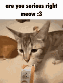 Cat Fight GIF - Cat Fight Serious GIFs
