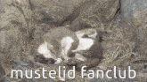 Mustelid Mustelid Fanclub GIF - Mustelid Mustelid Fanclub Weasel GIFs