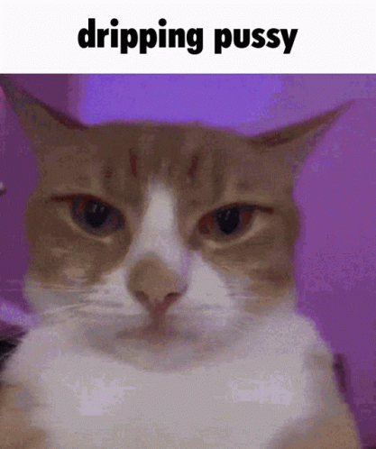 pussy whipped cat