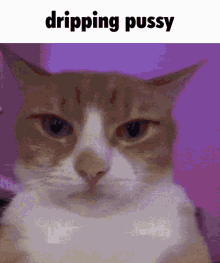 Dripping Dripping Pussy GIF - Dripping Dripping Pussy Dripping Cat GIFs