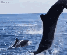 Imagine A Dolphin Dancing In The Sky Dolphin GIF - Imagine A Dolphin Dancing In The Sky Dolphin Animals GIFs