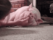 Lazy GIF - Bum Pig GIFs