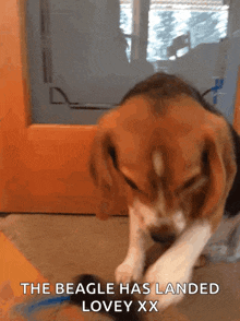 Lulu The Beagle Shades On GIF