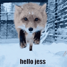Hello Jess GIF - Hello Jess Hello Jess GIFs
