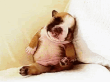 G'Nite GIF - Puppy Pillow Sleepy GIFs