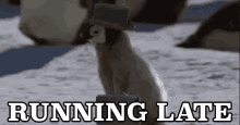 Running Late Penguin - Late GIF - Late Late Penguin Penguin GIFs