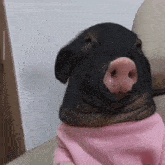a pig wearing a pink sweater with a big nose